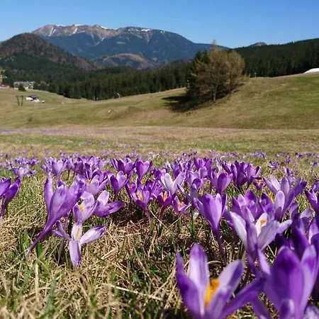 Apartment Safran Apartment